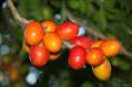 jocote ، red mombin ، hog plum ، ciruela huesito  ، sineguela ، siriguela